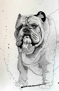English Bulldog - study - original artwork